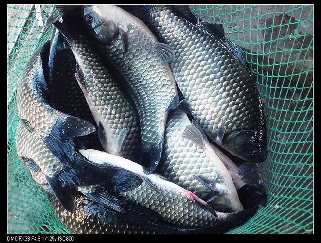 淡水鱼养殖鲜活水产品
