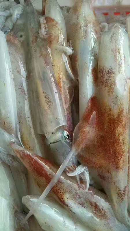 野生大鱿鱼东山岛大管现捕新鲜生鲜海鲜柔鱼水产品有籽饱满500g-图1